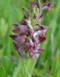 Anacamptis coriophora